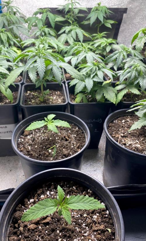 2026 Medley. Week 3 - 12th, both SSDD f3 “hot-butter pheno” hit Veg yesterday 