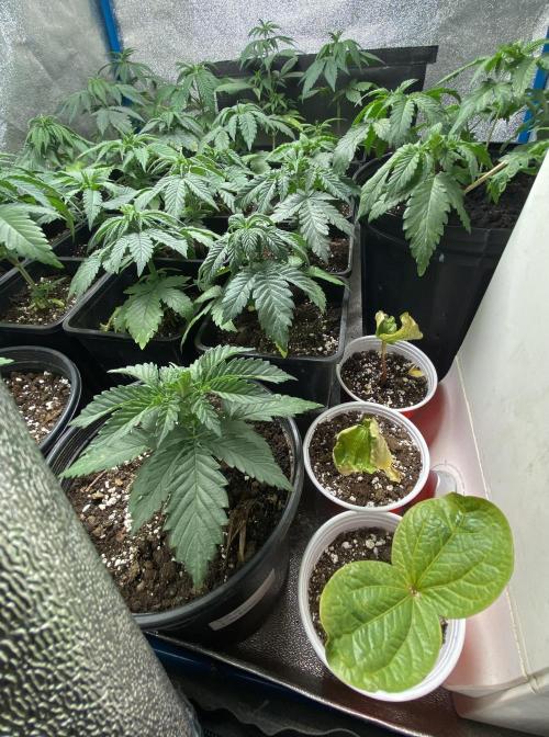 2026 Medley. Week 3 - 12th, castor beans btm right, Pole Dancer left