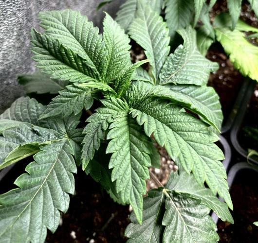 2026 Medley. Week 3 - 12th, Bahia Black-Head is filling out really quickly and real krinkled ! 
