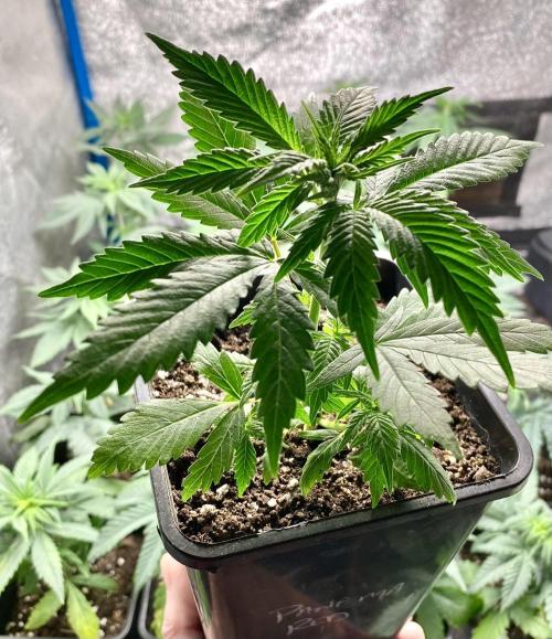 2026 Medley. Week 3 - 14th, here is the poor little Panama Red we gave little hope to! Game-On!