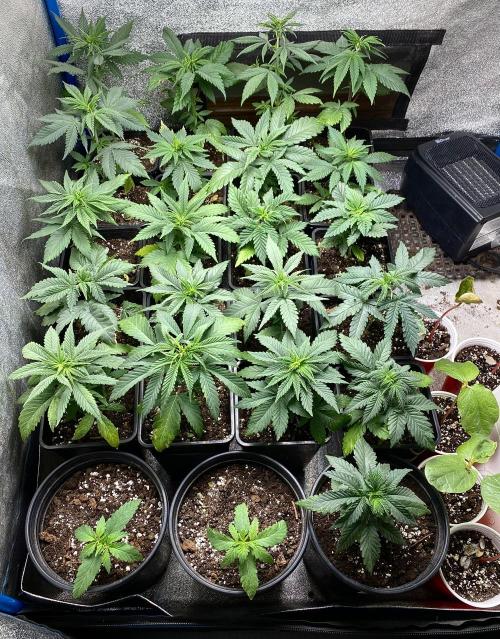 2026 Medley. Week 3 - 14th, there is a nice calm in the tent of regs
They don’t know whats coming !
