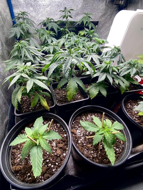 2026 Medley. Week 3 - 15th, both of the SSDD F3, late in week 1 veg