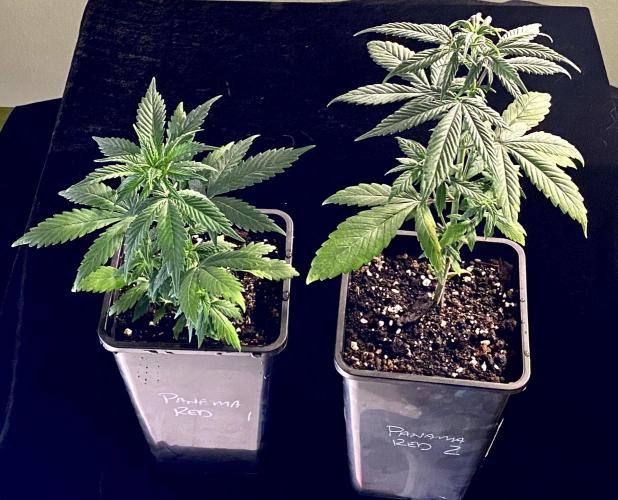 2026 Medley. Week 4 - 17th, a pair of Panama Reds