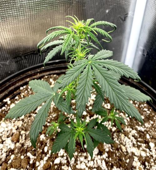2026 Medley. Week 4 - 21st The Apricot Autos have just Burst into Bloom. Bring on those Nutes! 