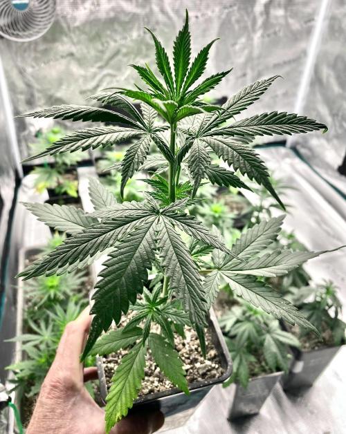 2026 Medley. Week 4 - MALE Hawaiian Snow