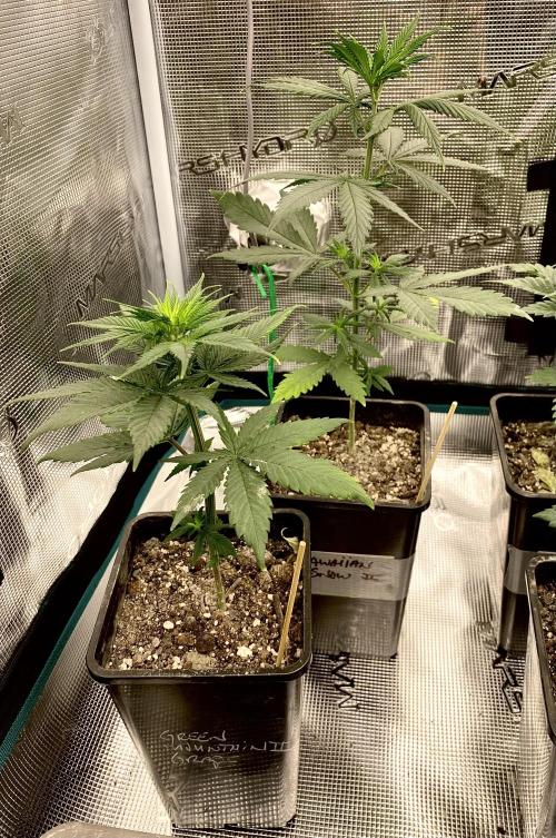 2026 Medley. Week 4 - Sic Bay for Males; Green Mtn Grape and Hawaiian Snow. (More of Both)