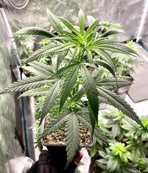 2026 Medley. Week 5 - 25th, Tri-Leaf Black Tuna has 7 nodes with Staggered 3-leaf arrangements