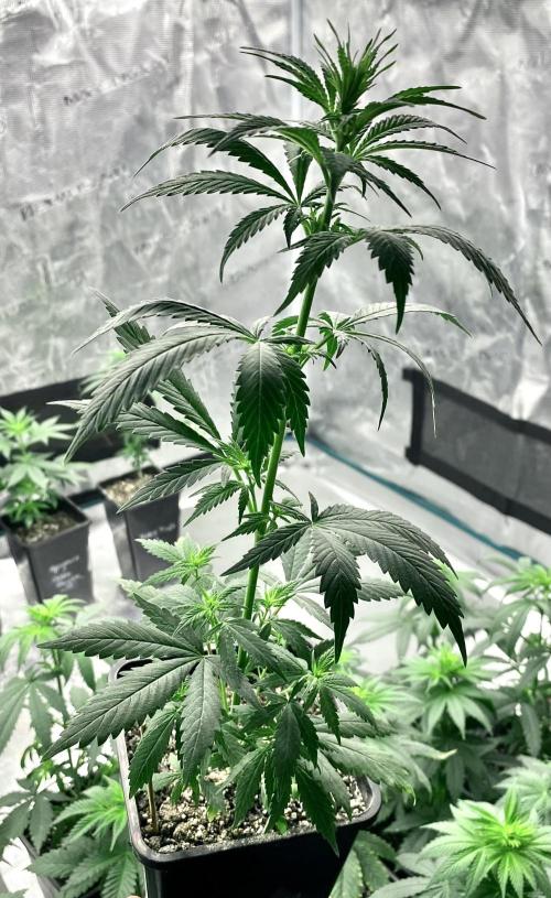 2026 Medley. Week 5 - 25th, Panama Red look like quite a specimen, except…