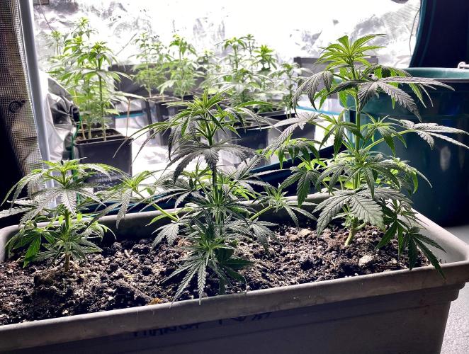 2026 Medley. Week 5 - 25th, biggest Manga Rosa is Male. Middle Plant gets Spoiled!