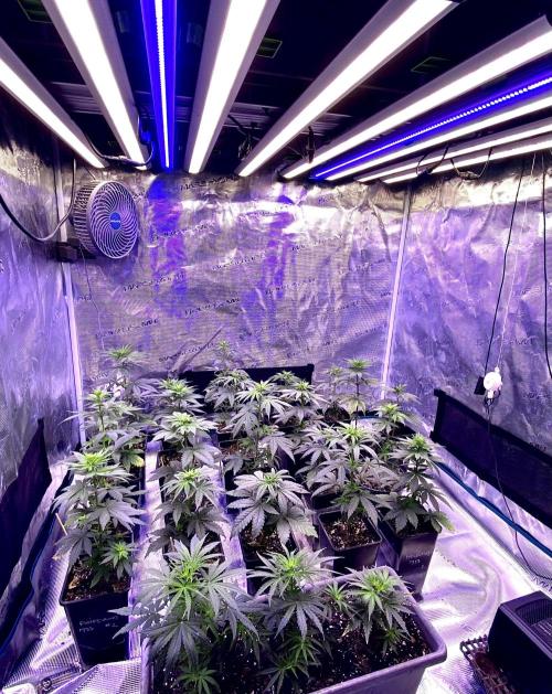 2026 Medley. Week 5 - 25th, game on with Blue Lites added to Veg cycle