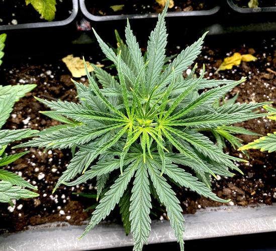 MANGA ROSA for Ole-Time sake. Week 4 - Apr 19, the middle plant looks so healthy 