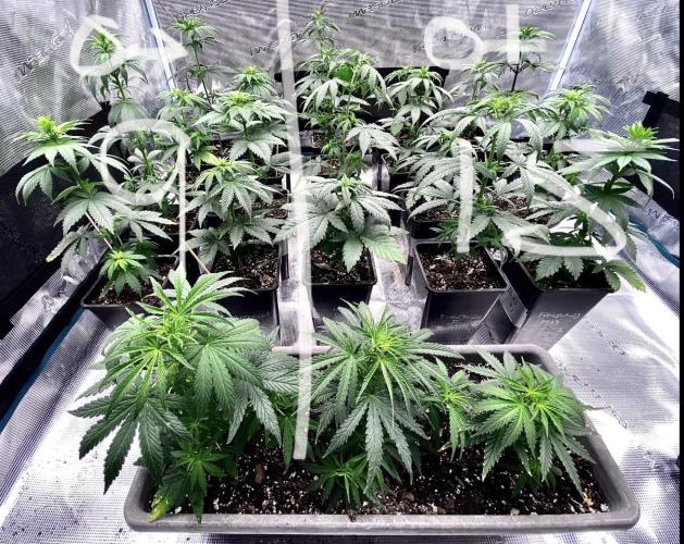 MANGA ROSA for Ole-Time sake. Week 5 - 25th, photo says it all; 9/15 lighting produced 9/15 male/female ☑️ 
Wow