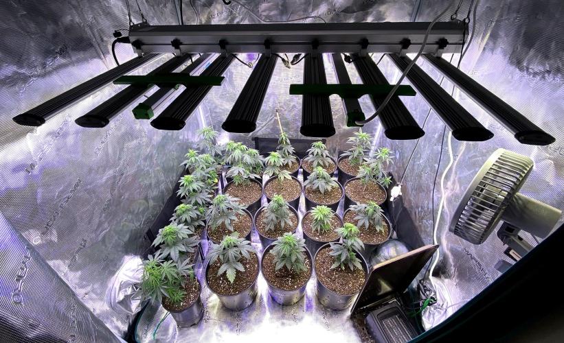 2026 Medley. Week 5 - 26th, sees the Ladies in 2-gal pots