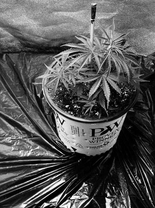 2026 Medley. Week 5 - 26th, Manga Rosa has her shit in a knot, and she loves the new home