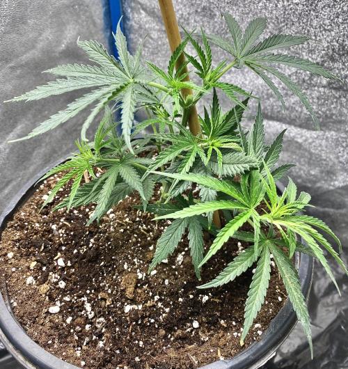 2026 Medley. Week 5 - MANGA ROSA HAS A NEW HOME. Apical Cut has been done, she is in Bloom 