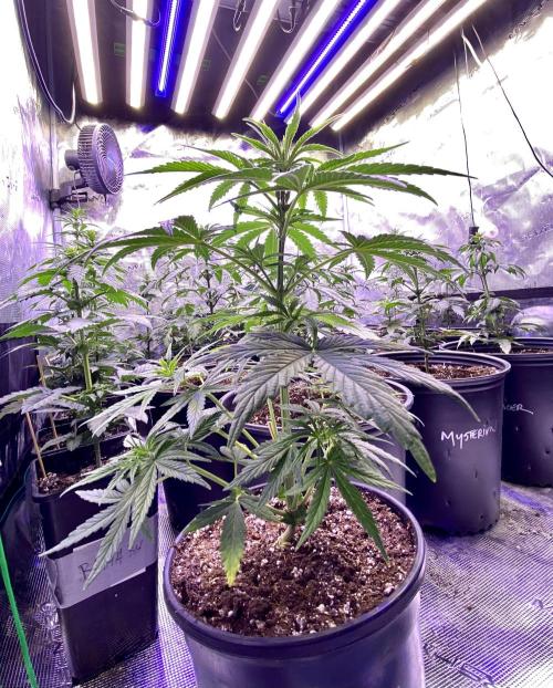 2026 Medley. Week 5 - Say Hello, and Good-Bye to Acapulco Gold