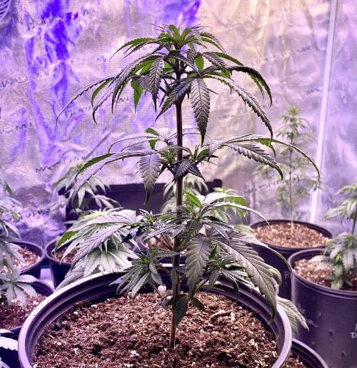 2026 Medley. Week 5 - 28th, Black Tuna Tri-Leaf, 8 nodes at 3-leaves each. Staggered & Healthy