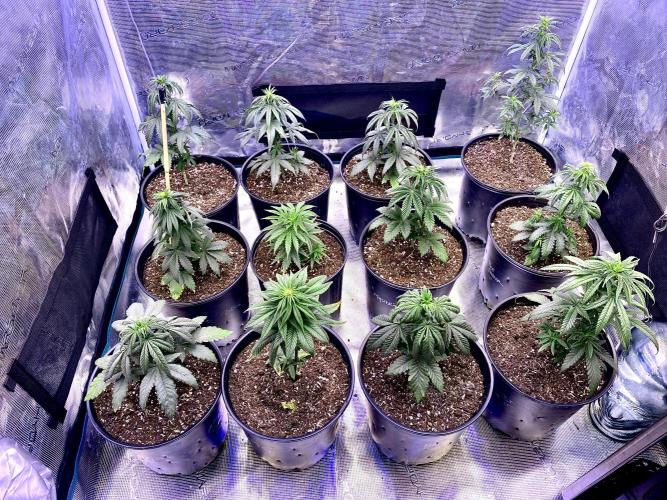2026 Medley. Week 5 - 28th, settling into new
Pots