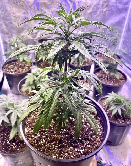 2026 Medley. Week 6 - May 1, Black Tuna Tri-Leaf with 8 nodes of 3 ea.