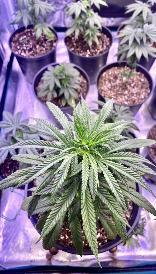 2026 Medley. Week 6 - May1, looking Down on the Crown. Black Tuna