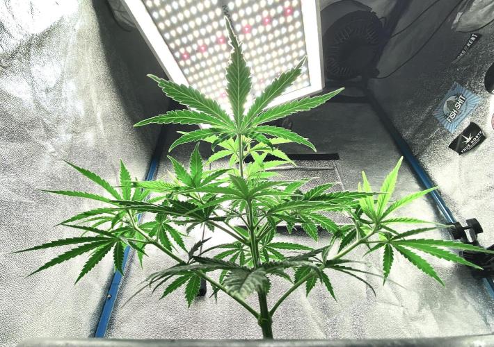MANGA ROSA for Ole-Time sake. Week 6 - 30th, LST week 