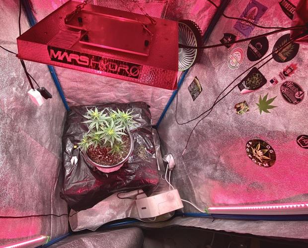 MANGA ROSA for Ole-Time sake. Week 6 - 2nd, red spectrum applied with ts1000