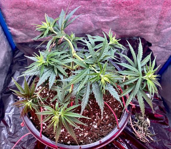 MANGA ROSA for Ole-Time sake. Week 6 - 2nd, Growth since the topping means its Training time