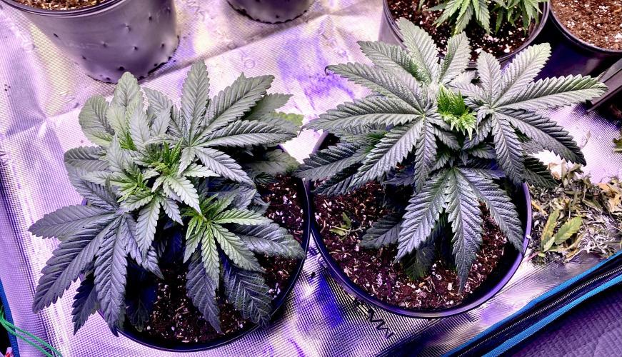 2026 Medley. Week 6 - May 3rd, the ACAPULCO GOLD’s are just fine and are Casting SHADOWS