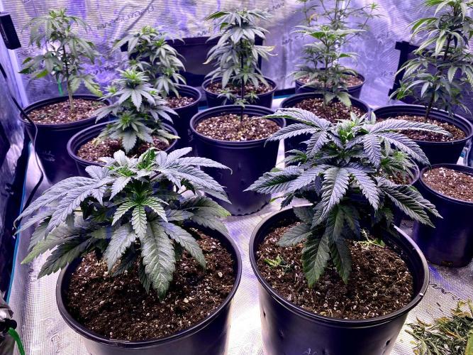 2026 Medley. Week 6 - 3rd, Acapulco Gold from NukeHeads 