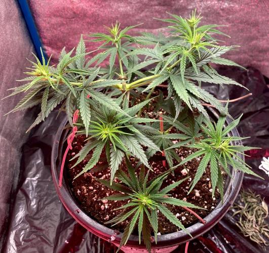 MANGA ROSA for Ole-Time sake. Week 6 - 3rd, solid changes in 24 hr