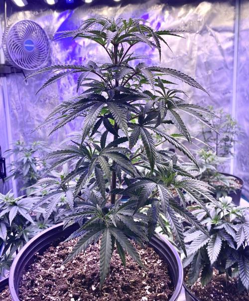 2026 Medley. Week 6 - 5th, BLACK TUNA Tri-Leaf with 9 nodes of 3 leaves,
Perfectly staggered
