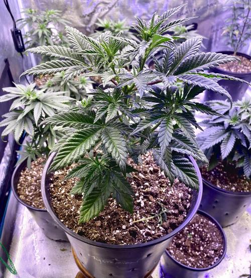 2026 Medley. Week 6 - 5th, MYSTERION V1

black lime reserve bukkake x blrb