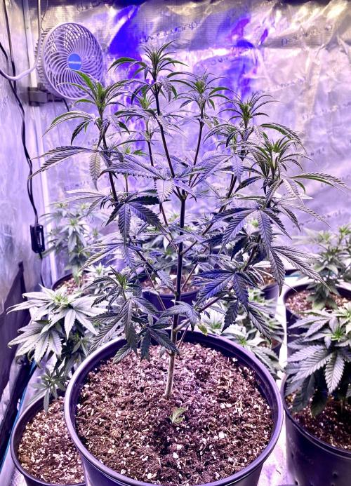 2026 Medley. Week 6 - 5th, PANAMA RED @ 15” tall 