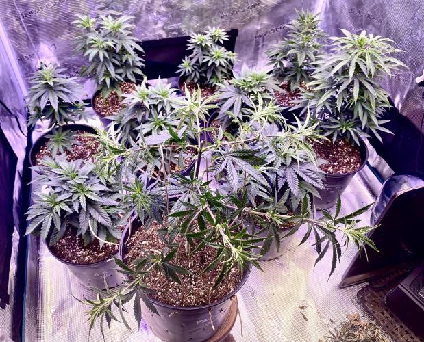 2026 Medley. Week 6 - 6th, PANAMA RED had been adjusted. Much bigger footprint