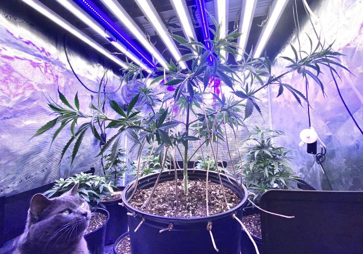 2026 Medley. Week 6 - 6th, time for Panama Red to have a LST session
