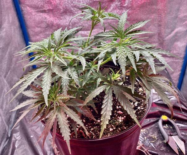 MANGA ROSA for Ole-Time sake. Week 7 - 8th, here she is, Bulging already