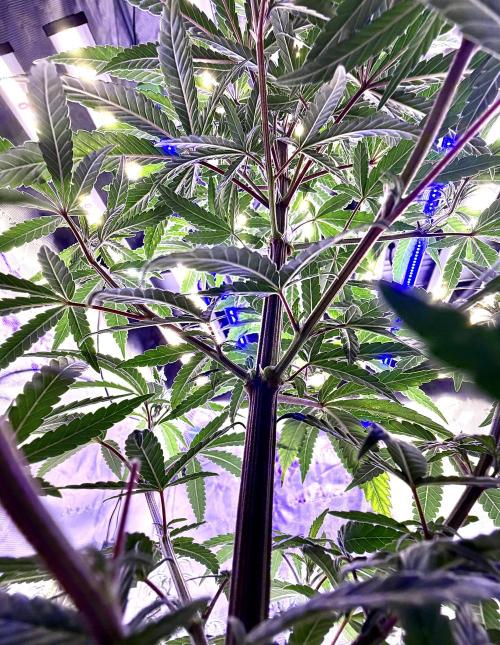 2026 Medley. Week 7 - 9th, found a cool angle with the Black Tuna tri-leaf and an upskirt approach