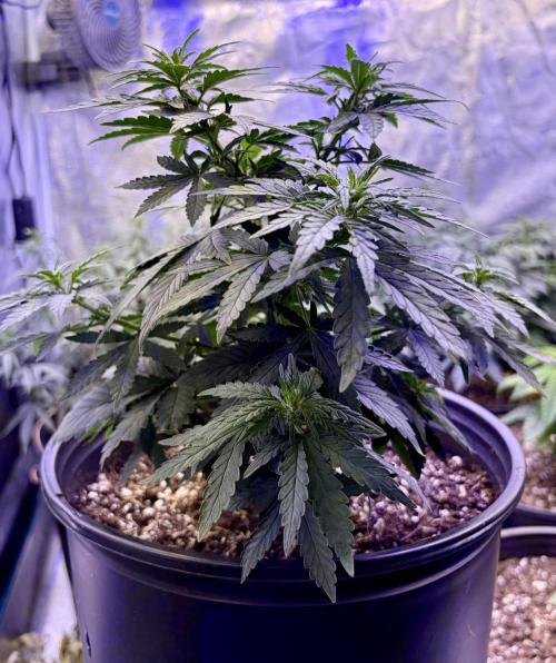 2026 Medley. Week 7 - 9th, Friesland M33 landrace genetics !! 