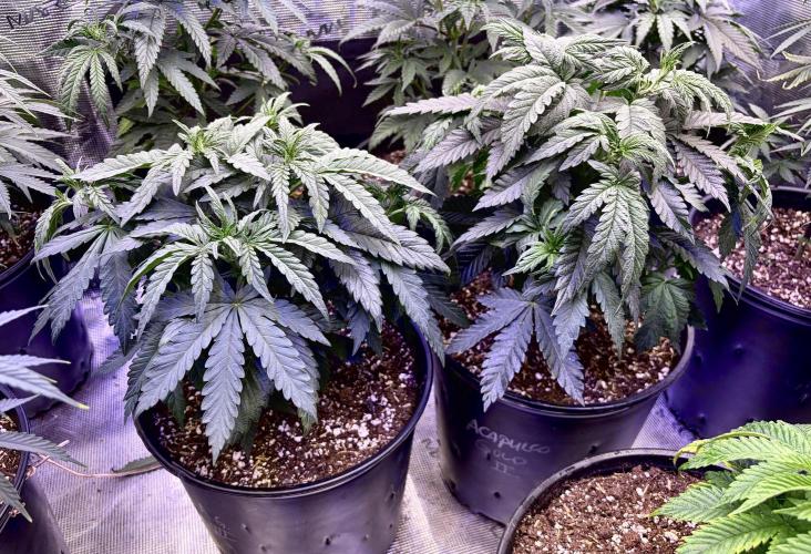 2026 Medley. Week 7 - 9th, ACAPULCO GOLD’s

(nukeheads) 