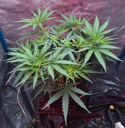 MANGA ROSA for Ole-Time sake. Week 7 - 10th, after 24 hrs of LST. Its all fired-up again 