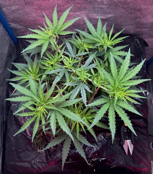 MANGA ROSA for Ole-Time sake. Week 7 - 10th, Canopy looks ready to receive 