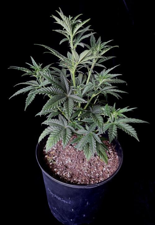 2026 Medley. Week 7 - 10th, MYSTERION V1 before LST