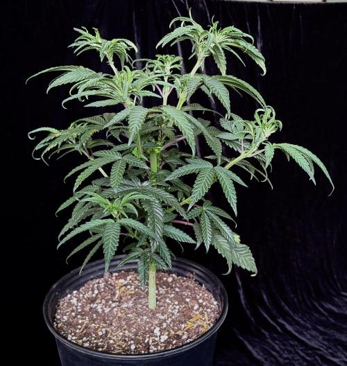 2026 Medley. Week 7 - 10th BLACK TUNA (normal) topped 10 days ago, time for some LST