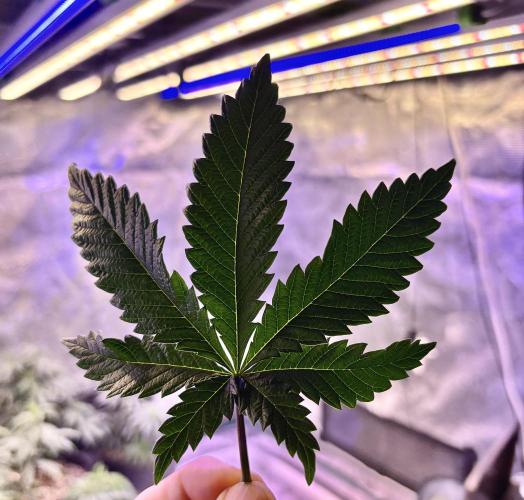 2026 Medley. Week 7 - 12th, Acapulco Gold fan leaf, before it gets Long & Skinnny