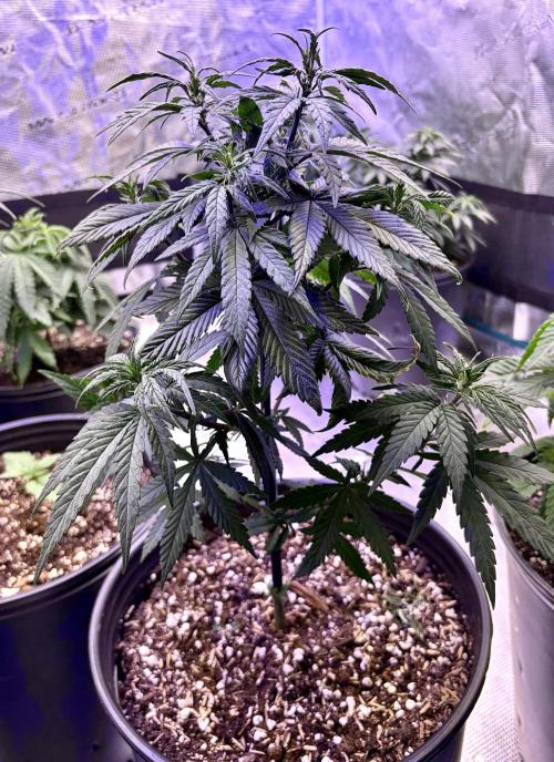 2026 Medley. Week 7 - 12th, GREEN MOUNTAIN GRAPE has recovered nicely