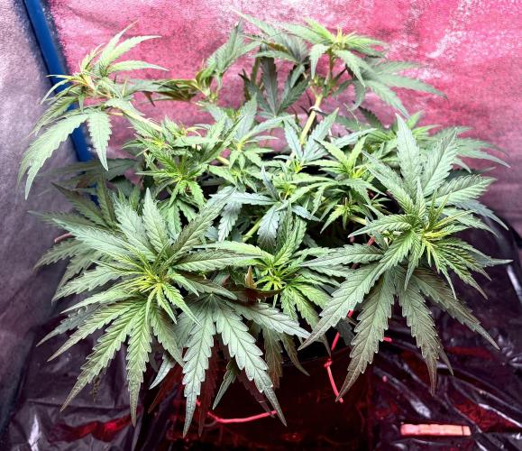 MANGA ROSA for Ole-Time sake. Week 7 - 12th, as she sat… day 3 of LST