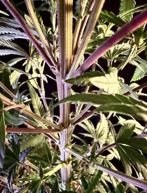 2026 Medley. Week 7 - 13th, better view of the 3-leaves per node on the Black Tuna