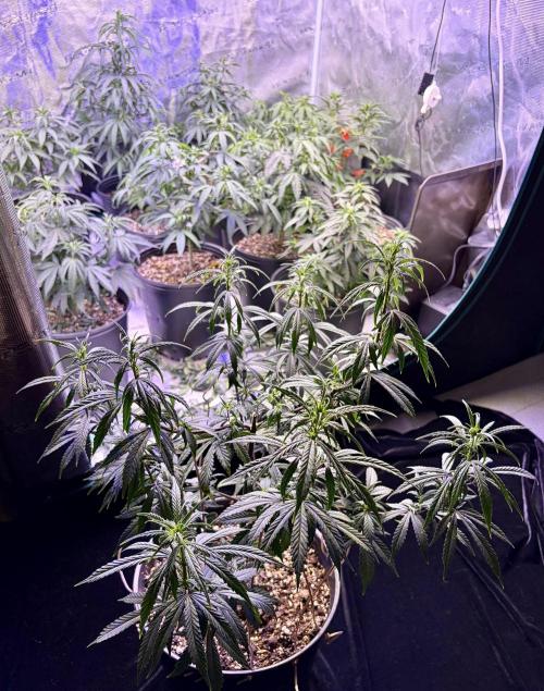 2026 Medley. Week 7 - 13th, Panama Red