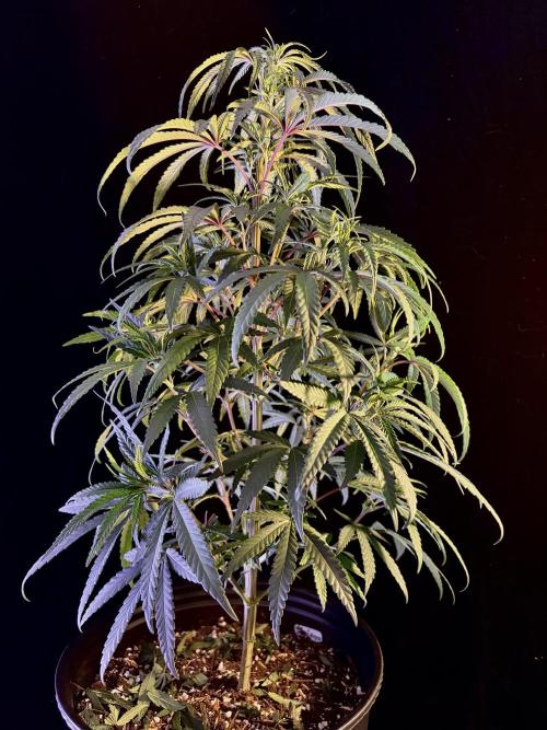 2026 Medley. Week 7 - 13th, Tri-Leaf Black Tuna working on a Cola lol 