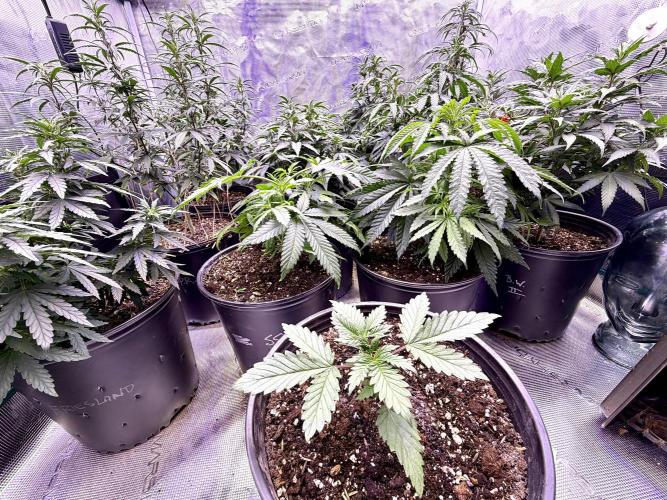 2026 Medley. Week 8 - 17th, Wreckage Master Bastard Kush wants to join the Fray 